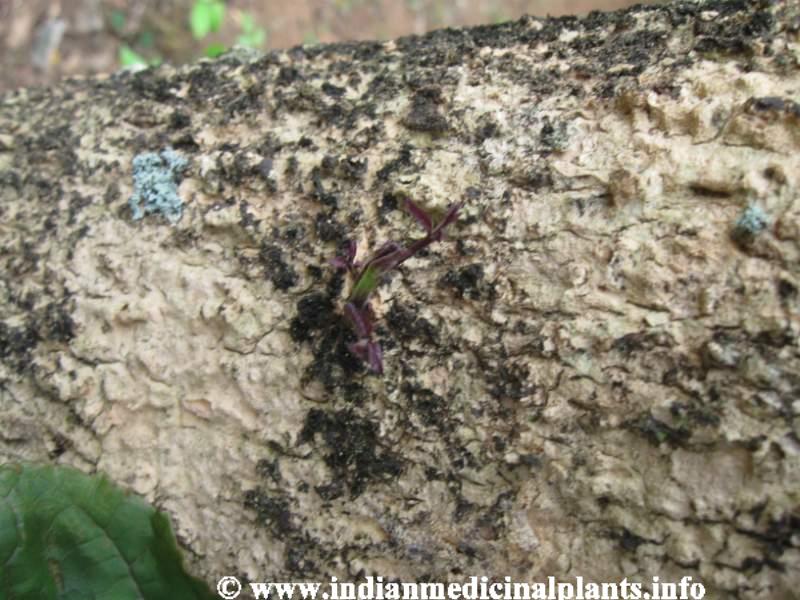 Holarrhena antidysenterica 2